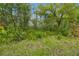 Photo of a wooded, undeveloped backyard with native undergrowth and mature trees at 16011 Bella Woods Dr, Tampa, FL 33647