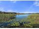 Scenic lake view with lily pads, aquatic plants, and lush greenery under a blue sky at 2022 Camelot Dr # 9, Clearwater, FL 33763