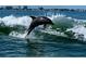 A dolphin leaps from a wave, showcasing the vibrant marine life and natural beauty of the waterfront area at 5200 Brittany Dr. S # 706, St Petersburg, FL 33715