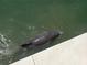 Rare manatee swimming in the water near the seawall at 5200 Brittany Dr. S # 706, St Petersburg, FL 33715