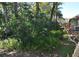 View of the exterior yard, highlighting the lush greenery, mature trees, and vibrant landscaping at 4078 Salem Square Pkwy, Palm Harbor, FL 34685