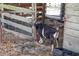 A goat standing behind a metal gate with a leafy ground in the background at 808 Old Welcome Rd, Lithia, FL 33547