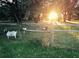 Pasture with goats fenced in and sunshine streaming through the trees at 808 Old Welcome Rd, Lithia, FL 33547