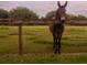 Beautiful pasture with fenced-in area and horse at 808 Old Welcome Rd, Lithia, FL 33547