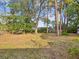 Wide backyard view through large mature trees and a blanket of fallen leaves at 8693 15Th N St, St Petersburg, FL 33702