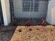 A flower bed is mulched and planted with colorful foliage in the front yard at 1368 Noell Blvd, Palm Harbor, FL 34683