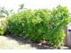 An attractive green hedge along a fence-line in a backyard space at 1519 Delaware Ne Ave, St Petersburg, FL 33703