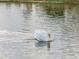 Elegant white swan gracefully swimming in the water, creating a serene and picturesque scene at 1515 Danbury Dr, Sun City Center, FL 33573