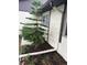 A thriving Norfolk Pine adds a touch of nature to the home's exterior with efficient rain gutter at 1567 Patton Dr, Dunedin, FL 34698