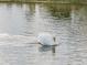 A white swan gracefully swims on a calm lake at 2335 E Del Webb Blvd, Sun City Center, FL 33573