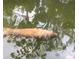 Manatee swimming in the water at 2632 S Dundee St, Tampa, FL 33629