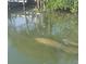 Two manatees are shown swimming in the water at 2632 S Dundee St, Tampa, FL 33629