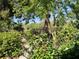 Lush garden with diverse plants and lake view, creating a tranquil backyard setting at 1754 Patricia Ave, Dunedin, FL 34698