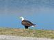 Majestic bald eagle standing near a serene body of water, emphasizing the natural beauty and wildlife in the area at 26 Clintwood Ave, Englewood, FL 34223