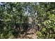 Wooded backyard area with a chainlink fence at 6327 Emerson S Ave, St Petersburg, FL 33707