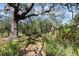 Large, shaded backyard area with a wooden fence at 6327 Emerson S Ave, St Petersburg, FL 33707