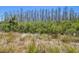 Natural Florida landscape behind the home showcasing native shrubs, palmetto plants, and tall trees in the distance at 29488 Ginnetto Dr, Wesley Chapel, FL 33543