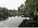 Scenic waterfront view showing a peaceful river and lush greenery along the riverbank at 5706 River Terrace, Tampa, FL 33604