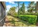 Spacious backyard featuring a well-manicured lawn, mature trees, and privacy hedge at 5159 Sterling Manor Dr, Tampa, FL 33647