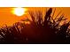 Silhouette of a bird perched in a palm tree with a vibrant orange sunset backdrop at 880 Mandalay Ave # S514, Clearwater Beach, FL 33767