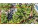Aerial view of the property showing the layout of the house surrounded by lush trees at 1104 S Lois Ave, Tampa, FL 33629