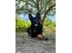 A happy dog playing in a backyard underneath a shady tree at 1653 S Prescott Ave, Clearwater, FL 33756