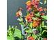 Close-up showcasing a butterfly perched on vibrant flowers, highlighting the beauty of nature and its intricate details at 4499 Chase Oaks Dr, Sarasota, FL 34241