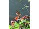 Viceroy butterfly lands gracefully on vibrant orange flowers, adding a touch of nature's beauty at 4499 Chase Oaks Dr, Sarasota, FL 34241