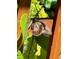 Butterfly rests on a vine crawling up the wooden fence, a view into a lush backyard at 4499 Chase Oaks Dr, Sarasota, FL 34241