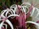 Up-close photo of white and purple flowers, showcasing delicate petals and unique details at 4499 Chase Oaks Dr, Sarasota, FL 34241