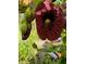 Close-up view of a large, maroon flower with intricate patterns and green buds at 4499 Chase Oaks Dr, Sarasota, FL 34241