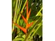 Close-up of a vibrant orange bird of paradise flower surrounded by lush green foliage in a garden setting at 4499 Chase Oaks Dr, Sarasota, FL 34241