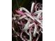 Close-up of a tropical white flower with pink accents, showcasing intricate petal details at 4499 Chase Oaks Dr, Sarasota, FL 34241