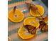 Several monarch butterflies perched on orange slices, displaying vivid colors and patterns at 4499 Chase Oaks Dr, Sarasota, FL 34241