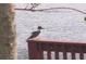 Charming water view featuring a beautiful bird perched on a wooden railing at 21537 Clubside Loop, Lutz, FL 33549