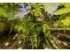 Backyard pathway illuminated with landscape lighting, creating an inviting and magical outdoor ambiance at 2217 Brevard Ne Rd, St Petersburg, FL 33704