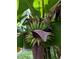 Close-up of a banana plant with developing bananas, showcasing a tropical and natural element at 2217 Brevard Ne Rd, St Petersburg, FL 33704