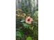 Close-up of a vibrant pink hibiscus flower at 2217 Brevard Ne Rd, St Petersburg, FL 33704