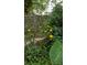 Backyard citrus tree laden with ripe fruit, adding a touch of nature and fresh produce to the property at 2217 Brevard Ne Rd, St Petersburg, FL 33704
