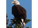 A full shot of a single bald eagle perched at the top of an evergreen tree at 7094 Kenwood Dr, North Port, FL 34287