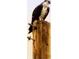 A full shot of a single osprey perched on top of a weathered telephone pole at 7094 Kenwood Dr, North Port, FL 34287