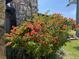 Landscaped front yard with a stone facade and vibrant bougainvillea bush at 10 Arbor Ln, Oldsmar, FL 34677