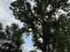 Green tree foliage creating a nature filled scene at 18267 Bridle Club Dr, Tampa, FL 33647