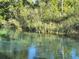 Clear river view showcases blue water with lush greenery lining the riverbank on both sides at 7169 Spruce Dr, Weeki Wachee, FL 34607