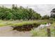Scenic view of the backyard pond surrounded by lush greenery and a wooded area at 16403 Bonneville Dr, Tampa, FL 33624