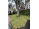 Charming front lawn featuring lush green grass and a mature tree at 527 S Lincoln Ave # A108, Tampa, FL 33609