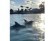 Tranquil water view featuring dolphins playing in the glistening sunlight at 3543 Rockaway Dr, Holiday, FL 34691