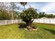 Landscaped backyard with lush green grass, a decorative tree, and a privacy fence at 5253 1St N Ave, St Petersburg, FL 33710