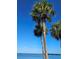 Palm trees are seen against a background of blue sky and water at 4851 W Gandy Blvd # B2L11, Tampa, FL 33611