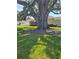 Close up of a mature oak tree in the front yard of a well-maintained home at 1129 Haley Ln, Dunedin, FL 34698